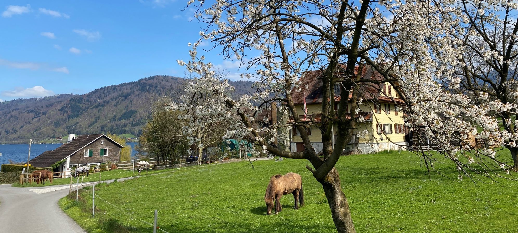 Islandpferdehof Böschenrot