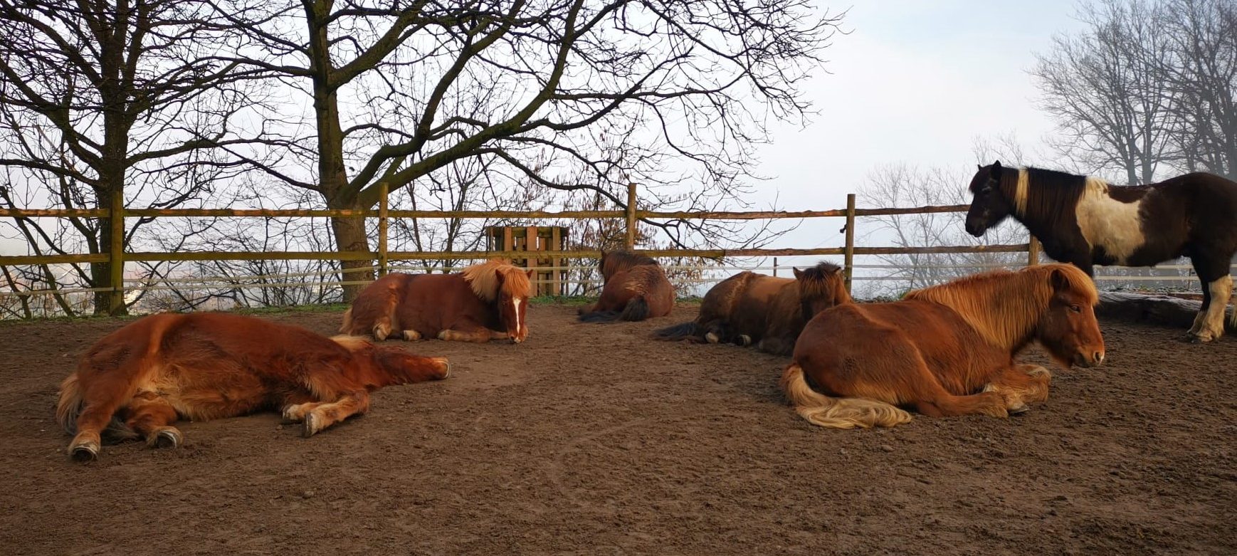 Islandpferdehof Böschenrot