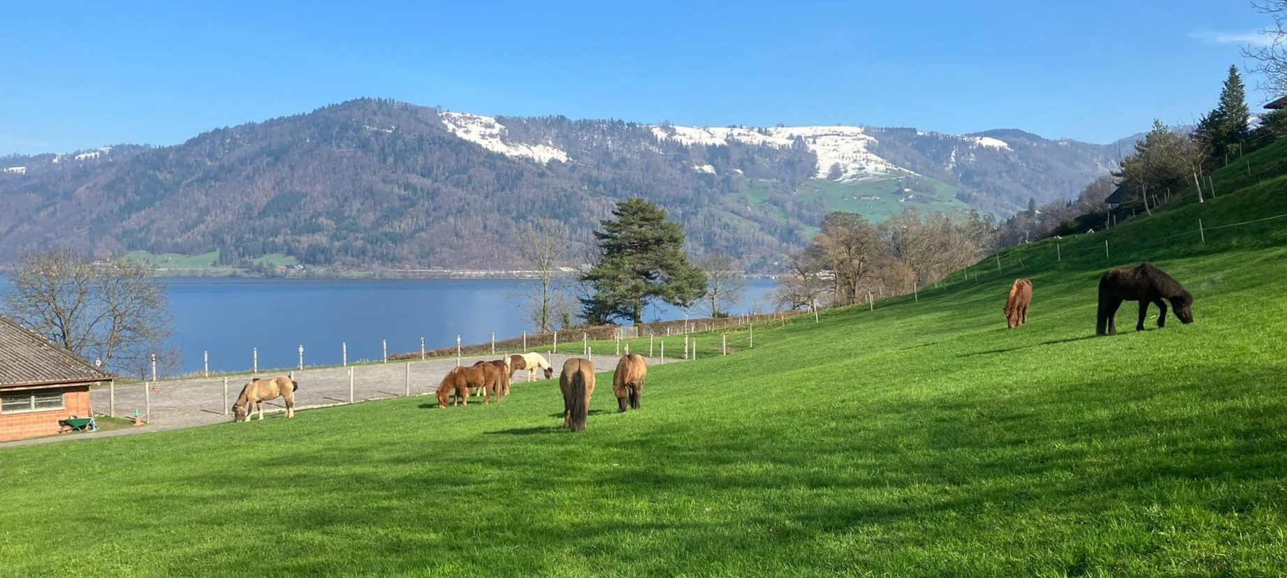 Islandpferdehof Böschenrot