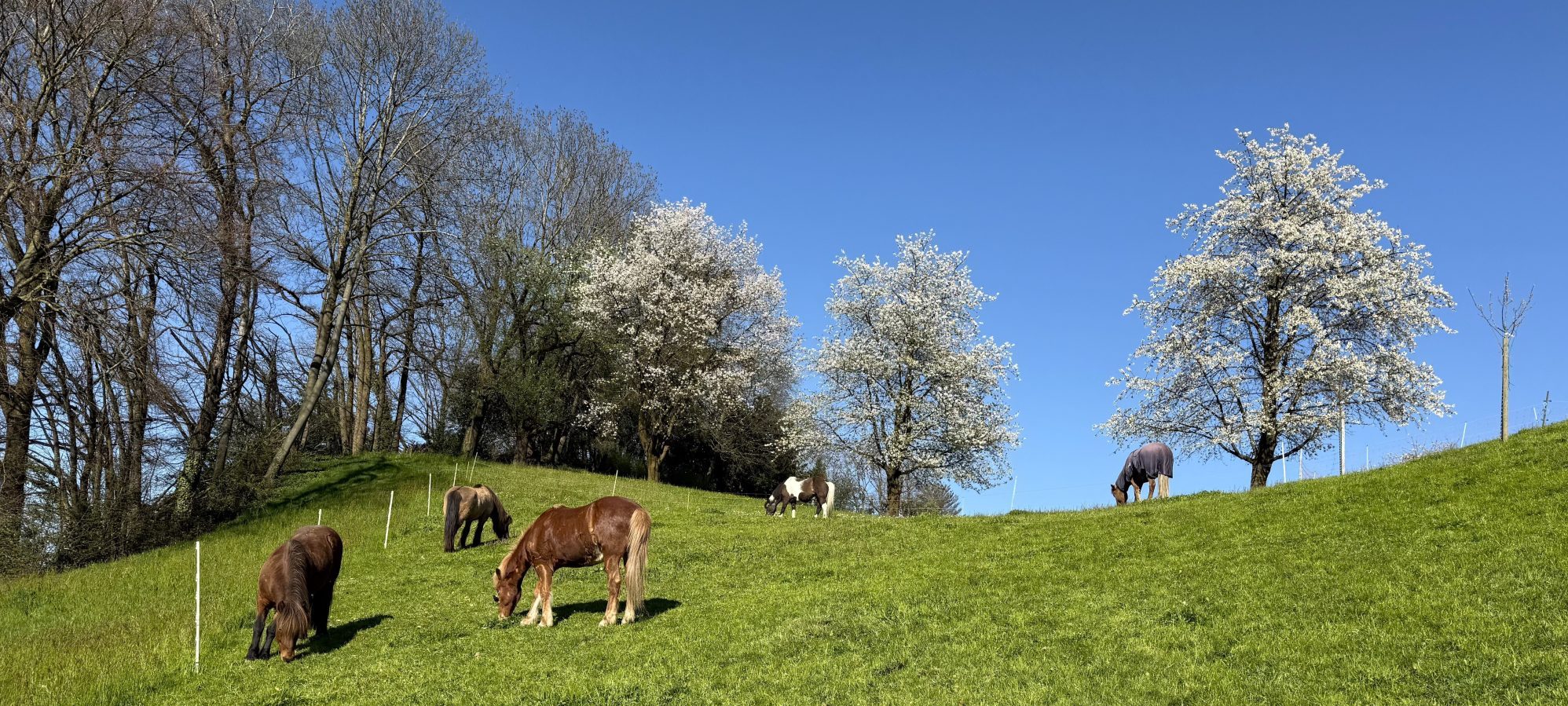 Islandpferdehof Böschenrot