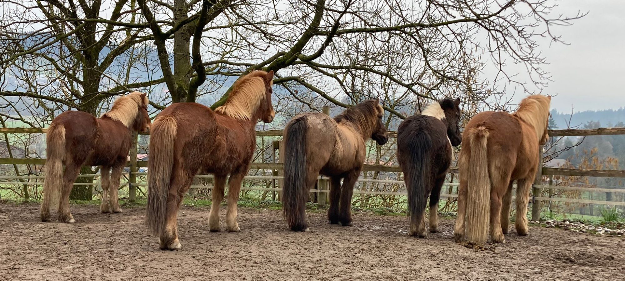 Islandpferdehof Böschenrot