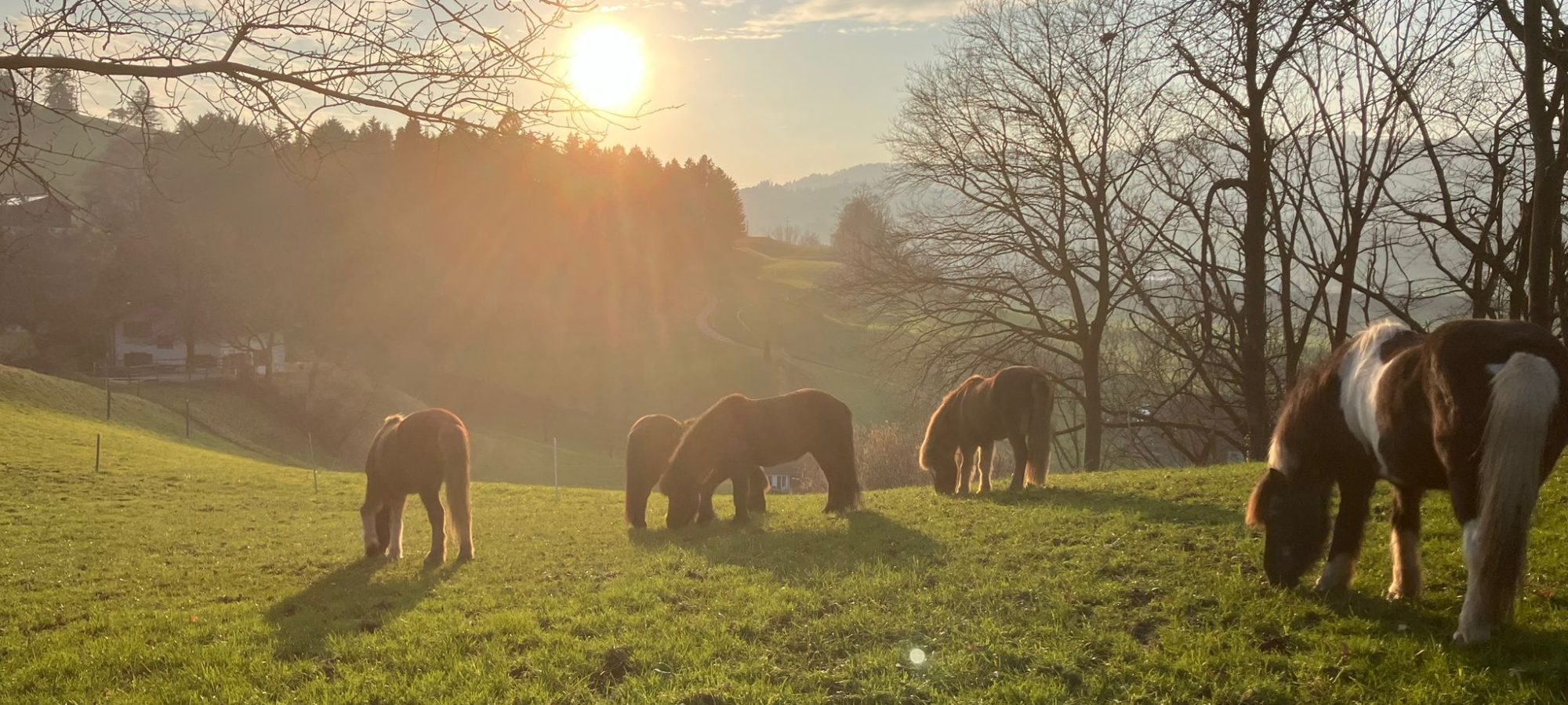 Islandpferdehof Böschenrot