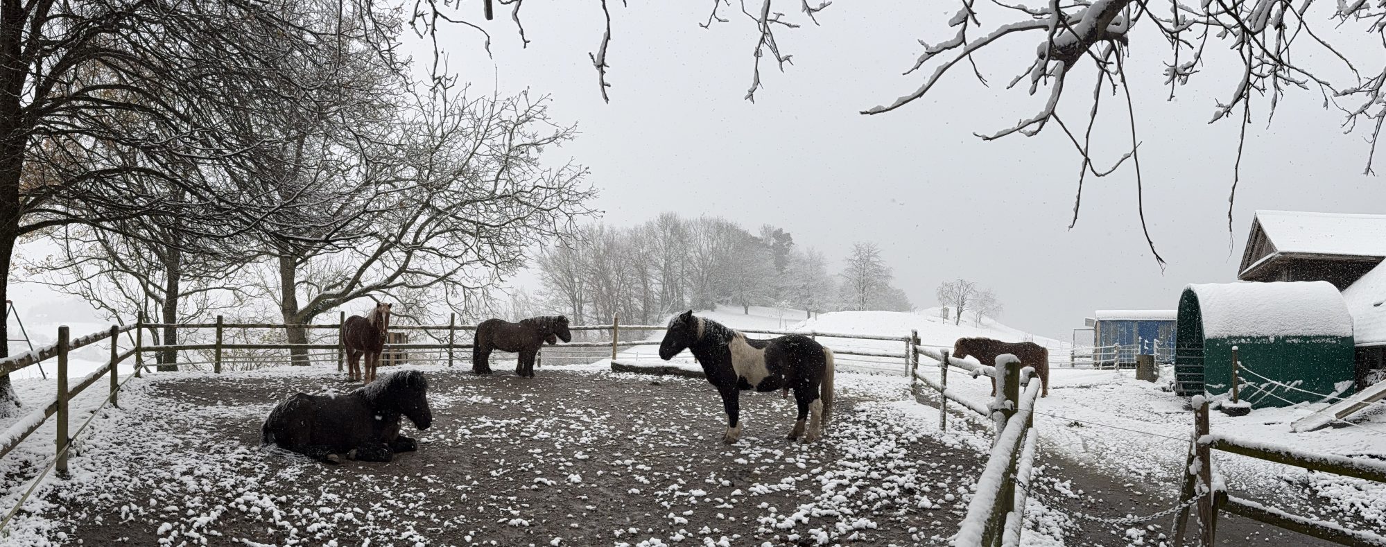 Islandpferdehof Böschenrot