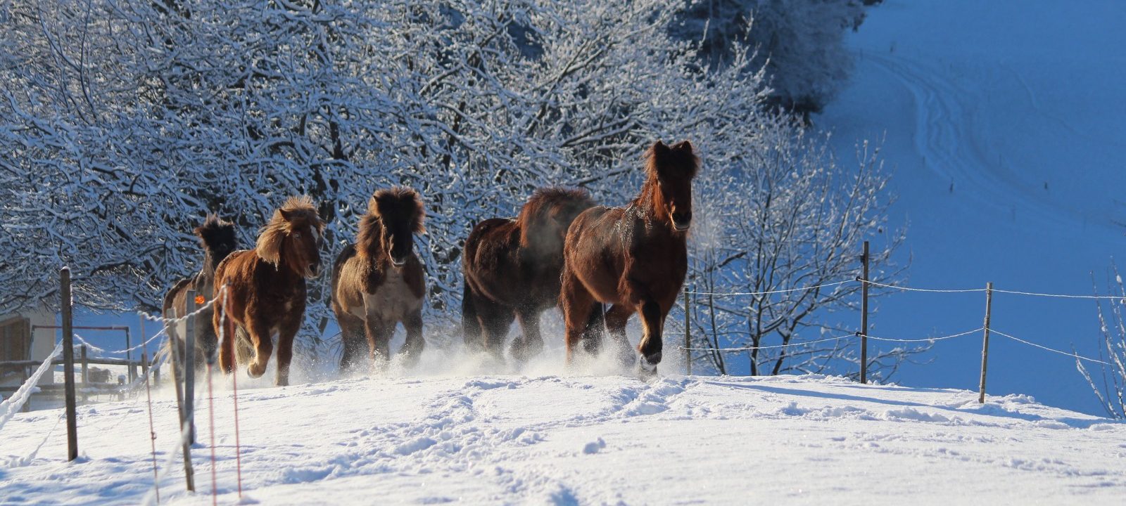 Islandpferdehof Böschenrot
