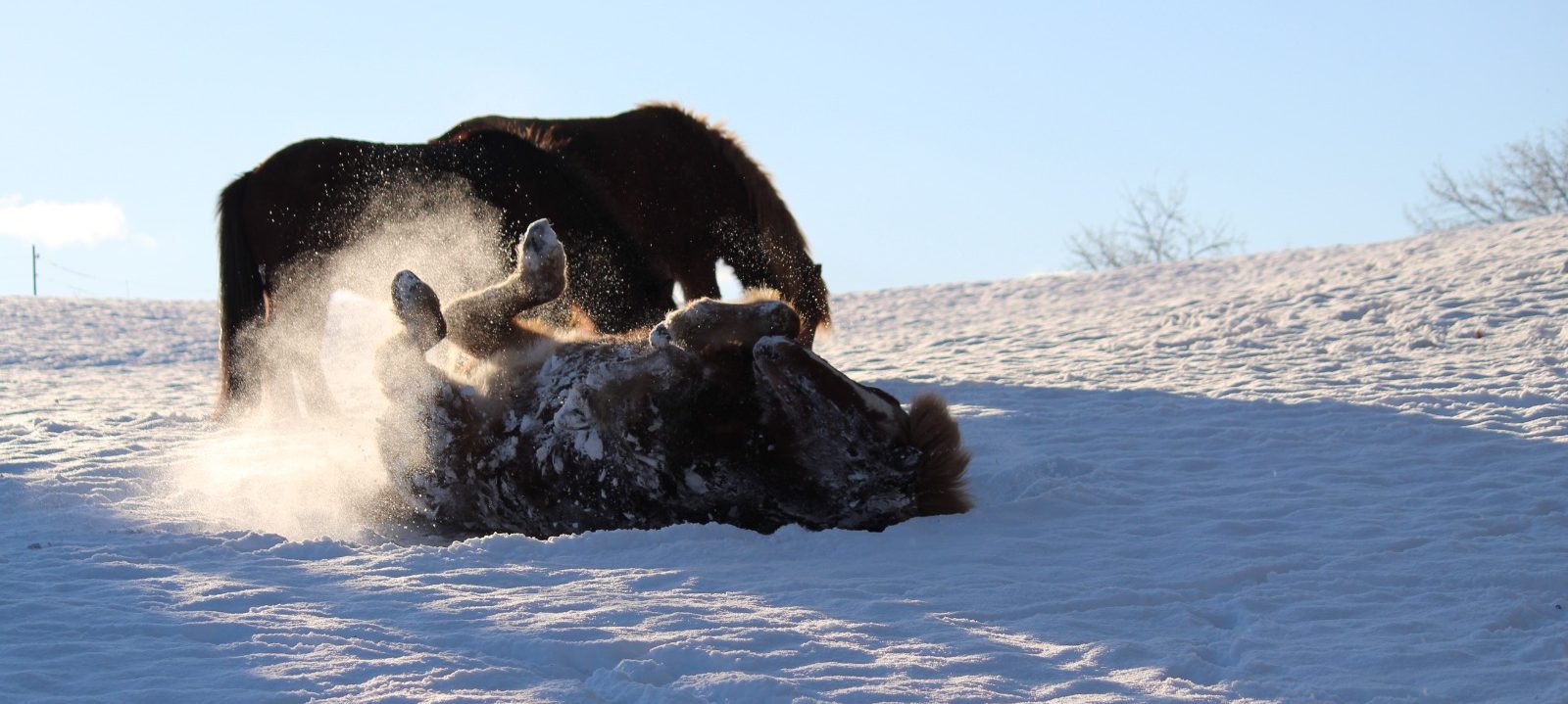 Islandpferdehof Böschenrot