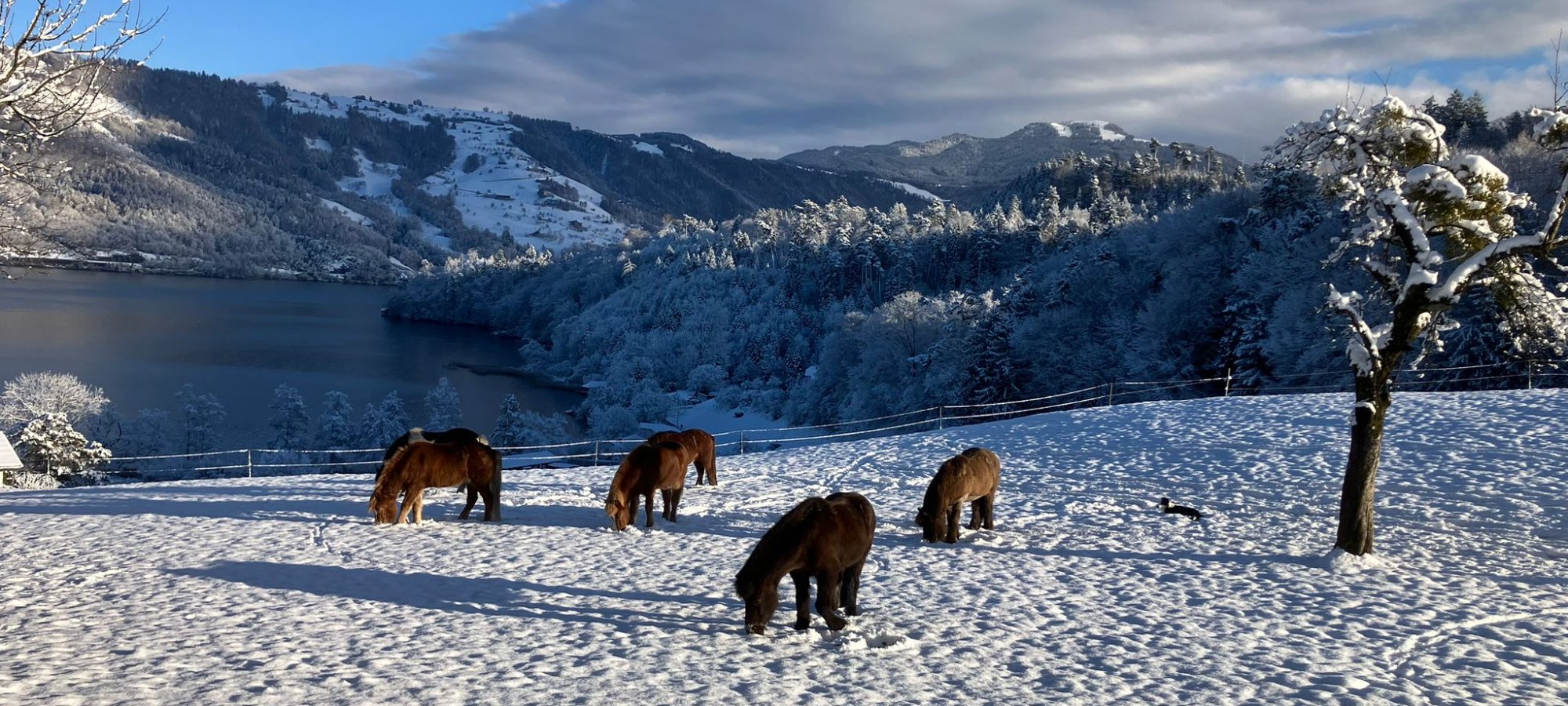 Islandpferdehof Böschenrot