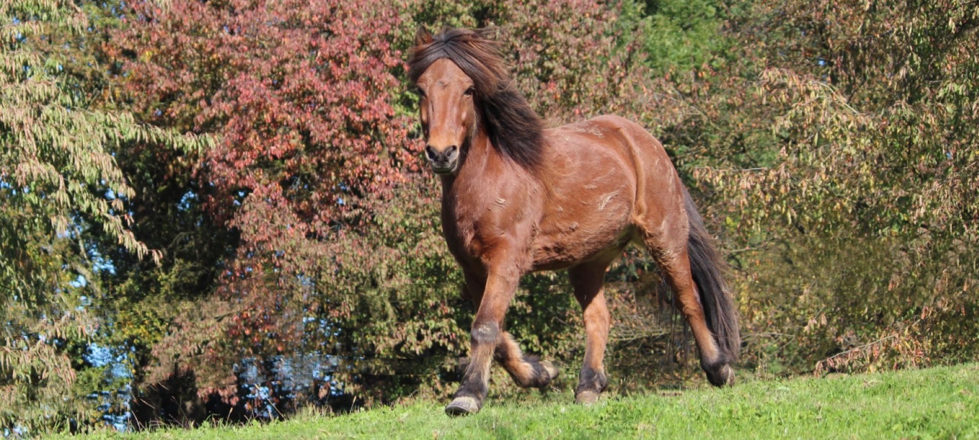 Islandpferdehof Böschenrot